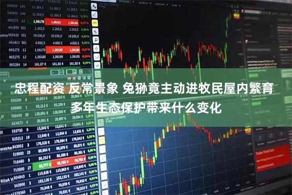 忠程配资 反常景象 兔狲竟主动进牧民屋内繁育 多年生态保护带来什么变化